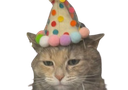 :chat_anniversaire: