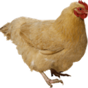 PouleDuJardin