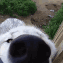 :chien_snif: