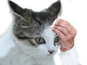 :Chat8: