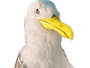 :Goeland_malsain: