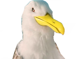 :Goeland_malsain: