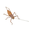:Insecte_fache: