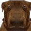 Photo de profil de DarkChouffin