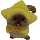 :Chat_etoile_langue:
