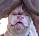:couille2chien: