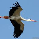 OiseauMigrateur
