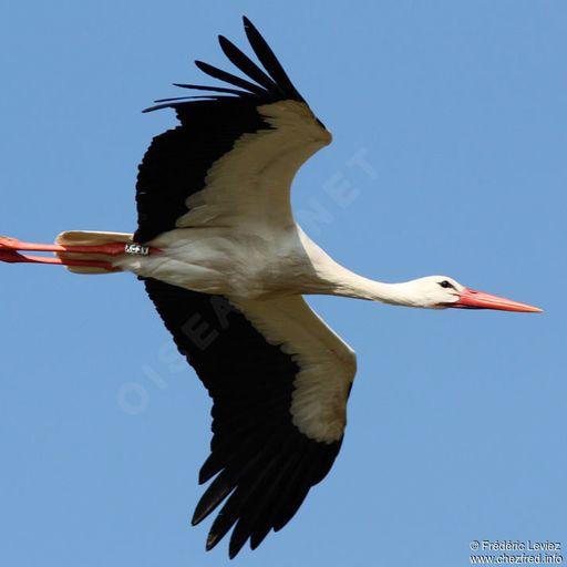 OiseauMigrateur