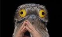 :Potoo_main: