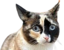 :chat-carton: