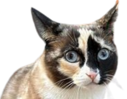 :chat-carton: