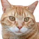 :Chat_Seulet: