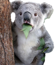 :koala:
