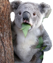 :koala: