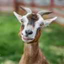 GOAT2Onche