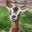 Photo de profil de GOAT2Onche