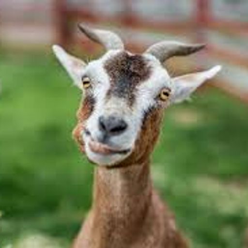 GOAT2Onche
