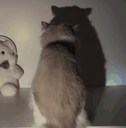 :Chat_ombre_danse_: