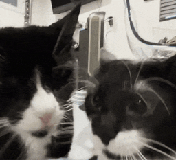 :deux_chat_une_collation: