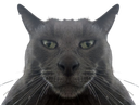 :BabChad: