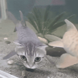 :Poisson_chatte: