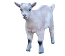 :chevrezehef: