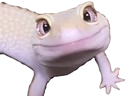 :gecko: