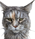 :Chat_LapinZinzolin: