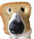 :Chien_toast:
