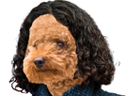 :manon_chien: