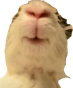 :lapinbain: