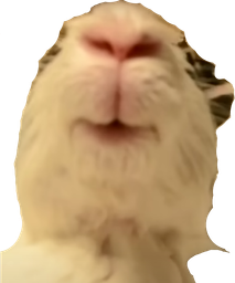 :lapinbain: