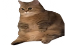 :chato_gros: