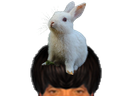 :Lapin_puceau: