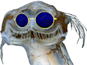 :poissonready: