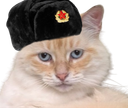 :Chat_chapaute: