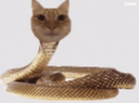 :Chnake:
