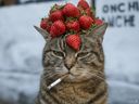:Chatfruit5:
