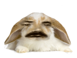 :LapinBelier: