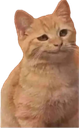 :Chat_chad: