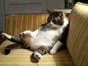 :chatflemme: