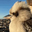 :Oiseau_horizon:
