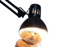 :challume: