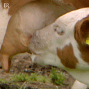 :teter_lait: