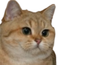 :meooow: