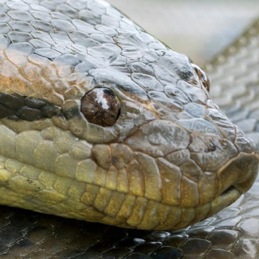 Anaconda