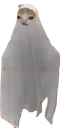 :chat_fantome: