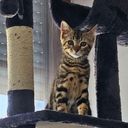 Miaouss