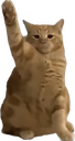 :Chadolf_H: