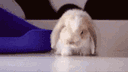 :Lapinroule: